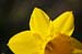 still_daffodil